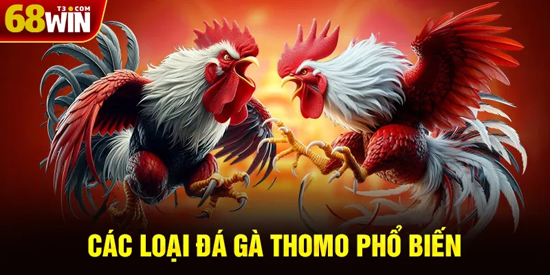 Các Loại Đá Gà Thomo Phổ Biến