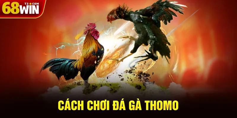 Cách Chơi Đá Gà Thomo Cơ Bản