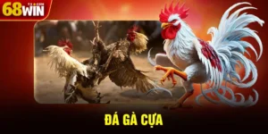 Đá Gà Cựa - Quy Tắc Cơ Bản Và Cách Chơi Tại 68WIN