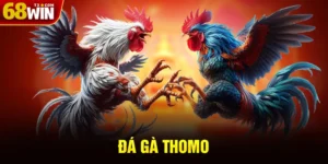 Đá Gà Thomo - Trải Nghiệm Đỉnh Cao Đá Gà Trực Tiếp