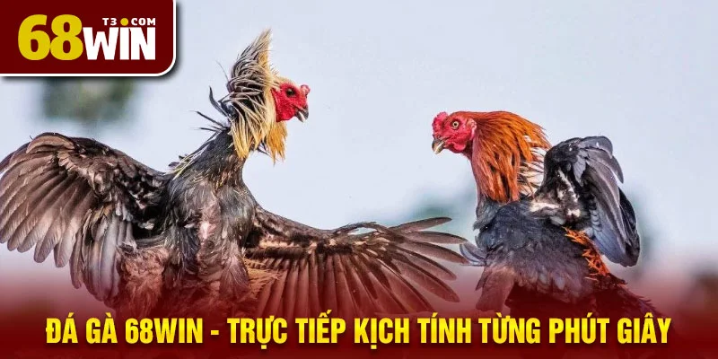 Trực tiếp Đá Gà 68win siêu hấp dẫn